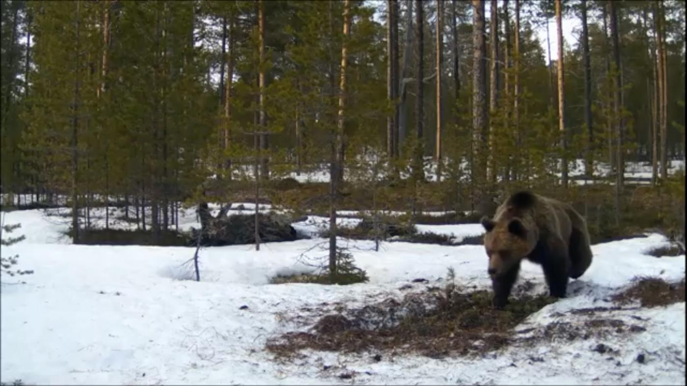 Мишка косолапый по лесу идет: в Кандалакшском заповеднике запечатлели медведя