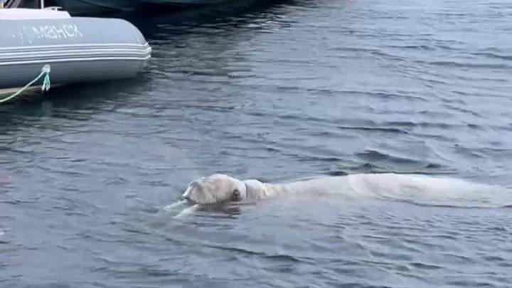 Краснокнижный морж заплыл в бухту Териберки