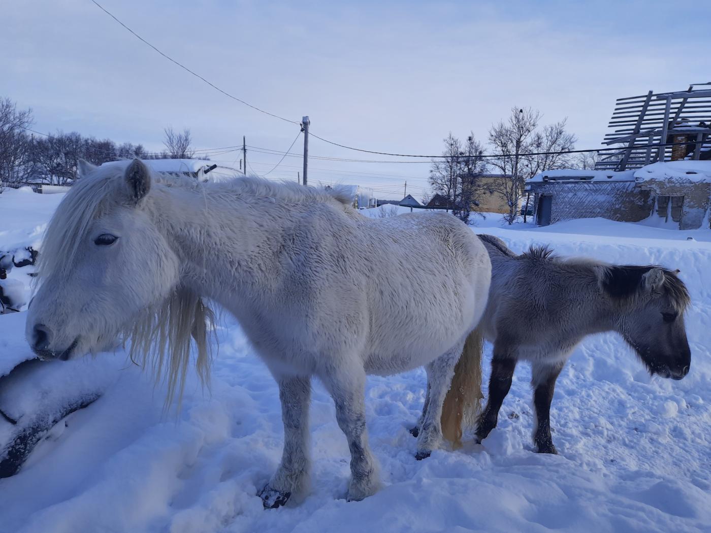 В табуне диких северных лошадок в мурманской Кузомени ждут пополнения
