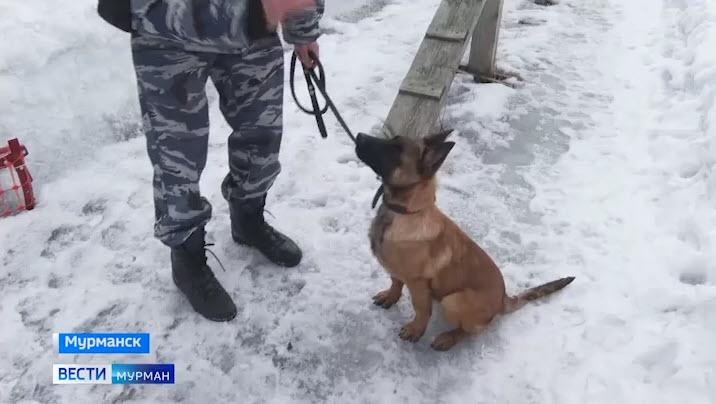 С чутким носом и безграничным обаянием: нового полицейского пса приобрели мурманские кинологи
