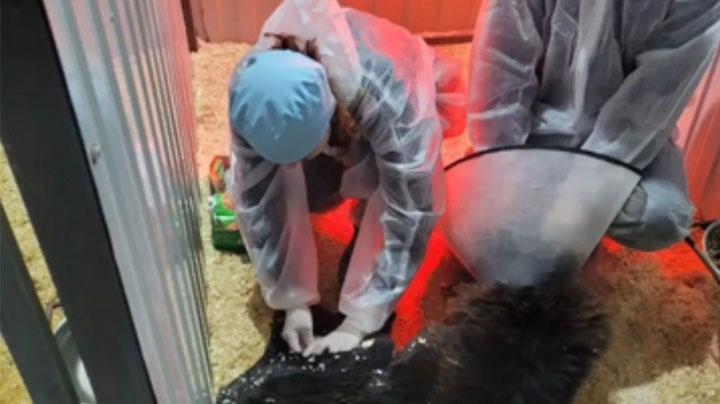 В кольском приюте для животных произошла вспышка коронавируса