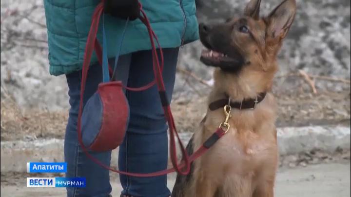 Собаководы Мурманской области сдали экзамен на командное взаимодействие