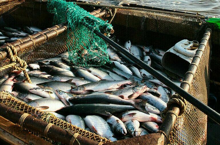 Росрыболовство планирует выдавать разрешения на вылов рыбы в электронном виде