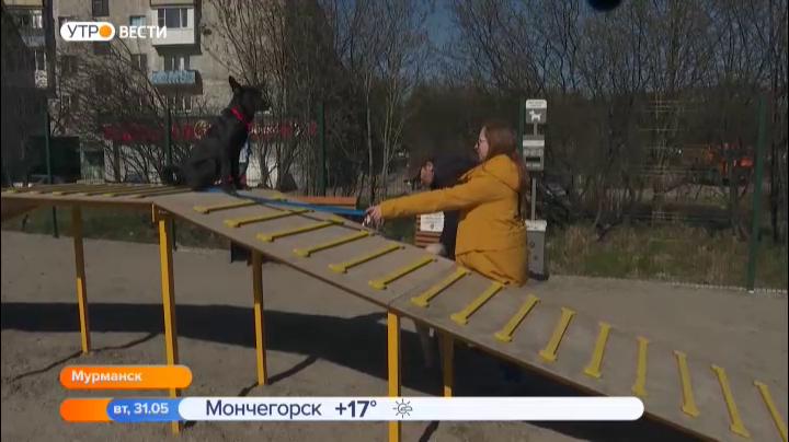 В Мурманске проверили первые площадки для активных игр с собаками