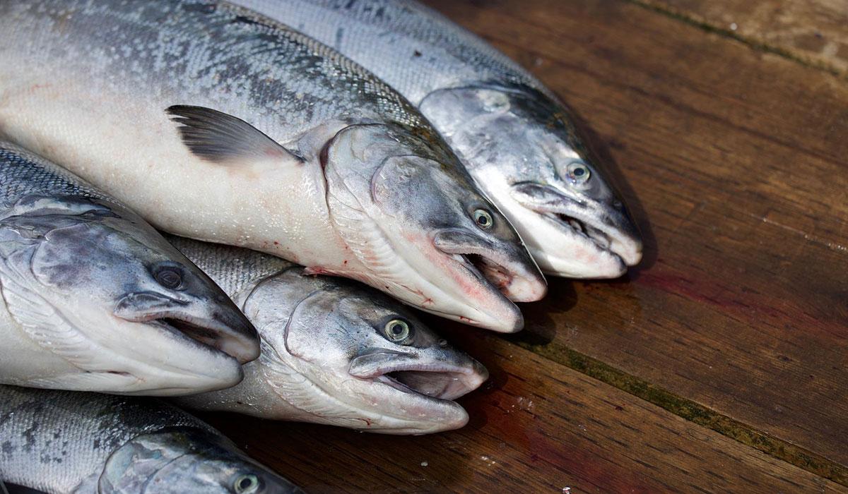 3,7 млн мальков лосося завезли в Мурманскую область