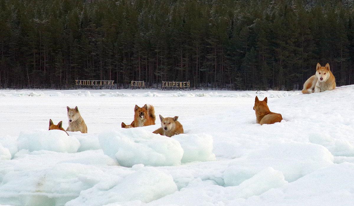 Собаки загрызли семерых тюленей в Мурманской области