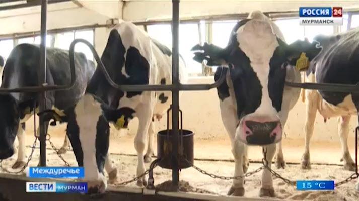 Кольские коровы бьют рекорды: 80 килограммов молока в сутки