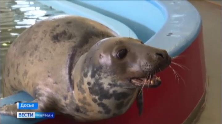 Тюлень Филя вместе с ластоногими друзьями покидает Мурманский океанариум