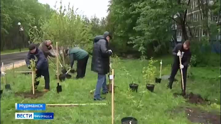 Зеленый памятник. Мурманчане высадили 1500 сосен в рамках международной акции «Сад памяти»