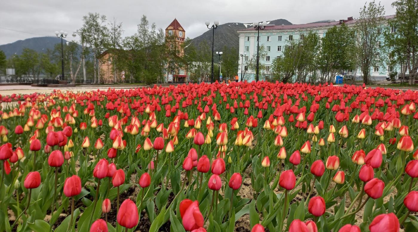 На центральной площади в Кировске появилась аллея тюльпанов