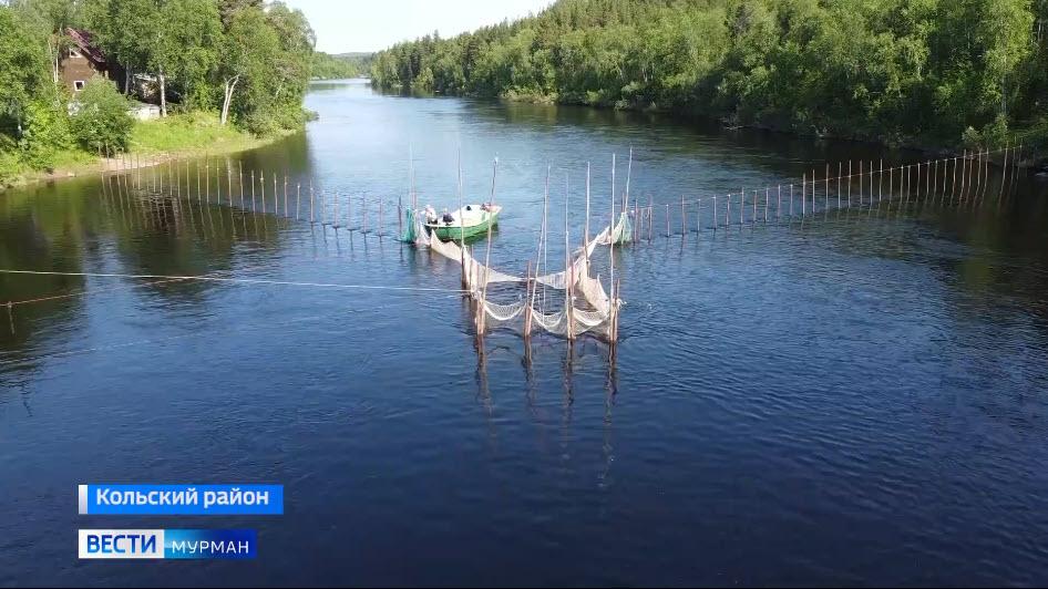 На реке Кола продолжается установка рыбоучетного заграждения