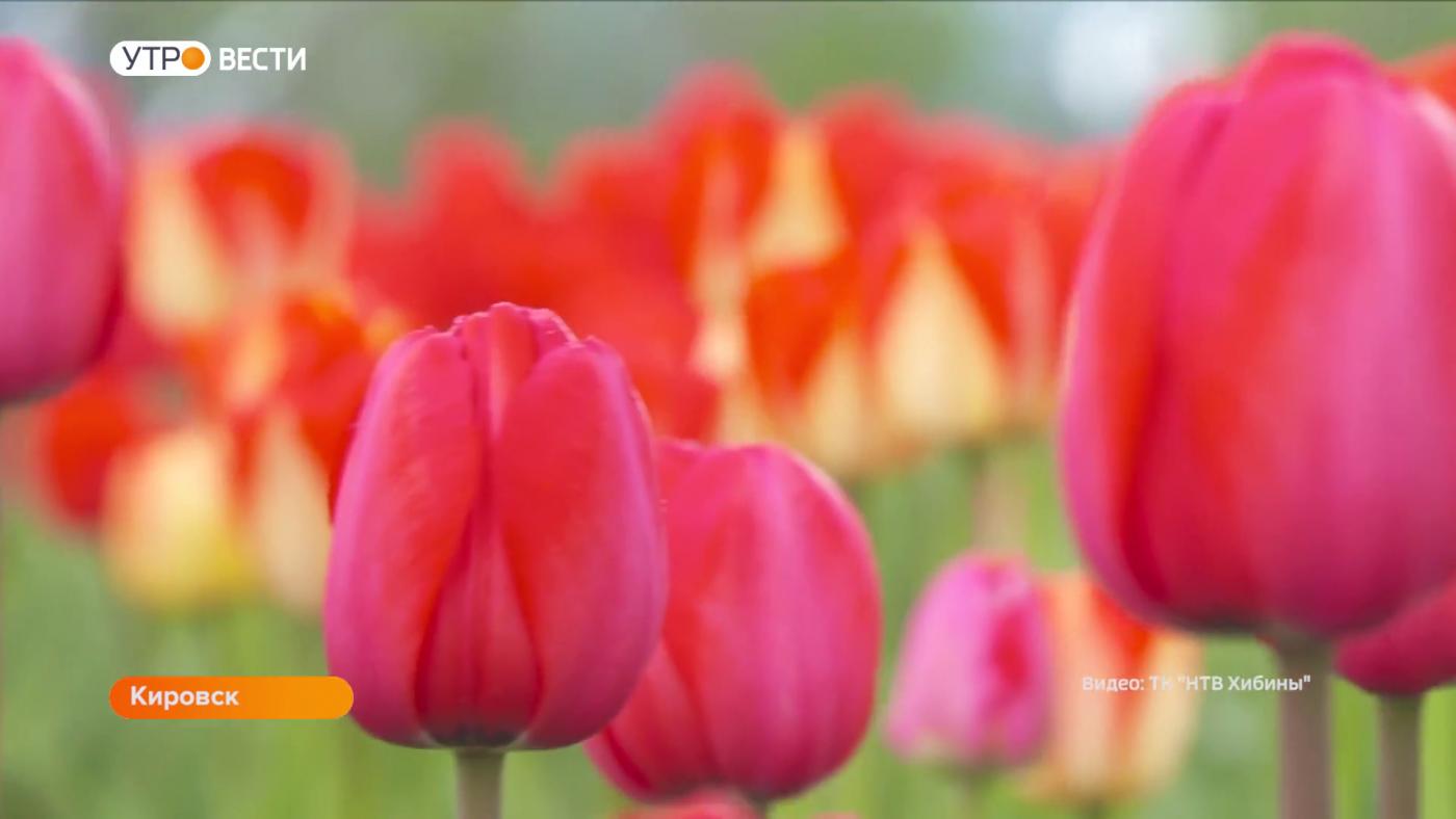 Центр Кировска украсили девять тысяч тюльпанов
