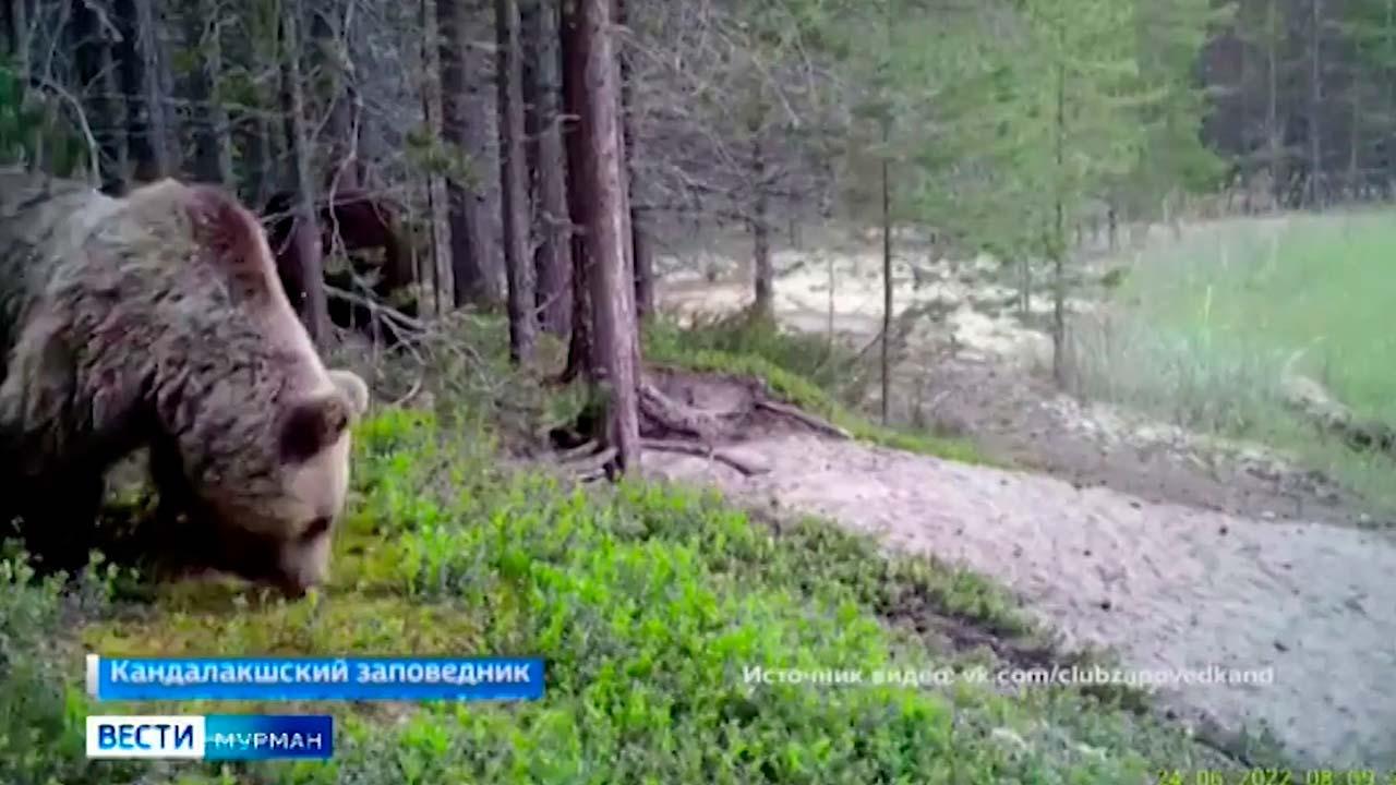 Лисята и медведи попали в объектив видеоловушки ученых Кольского Заполярья