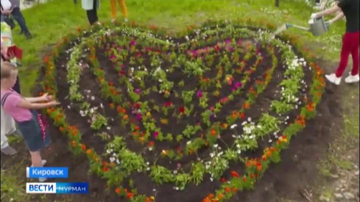 Многоцветная композиция в форме большого сердца распустилась в Кировске