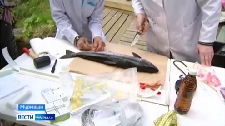В Мурманской области проверяют здоровье красной рыбы