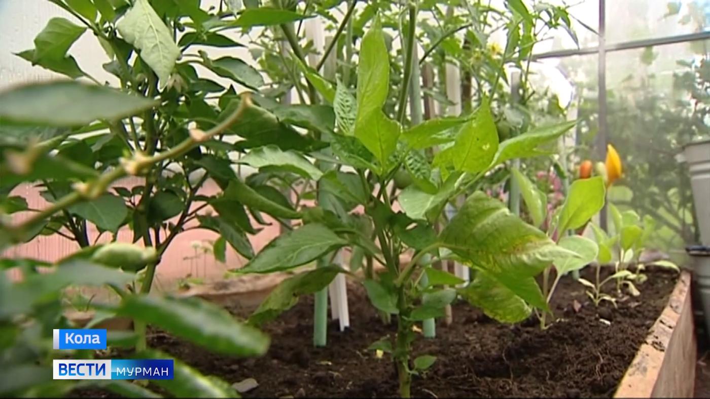 Юные агрономы кольского детского сада собирают урожай