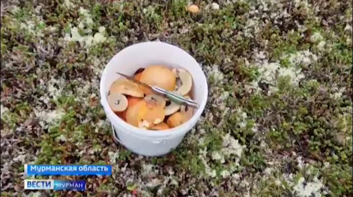 На Кольском полуострове продолжается грибной сезон