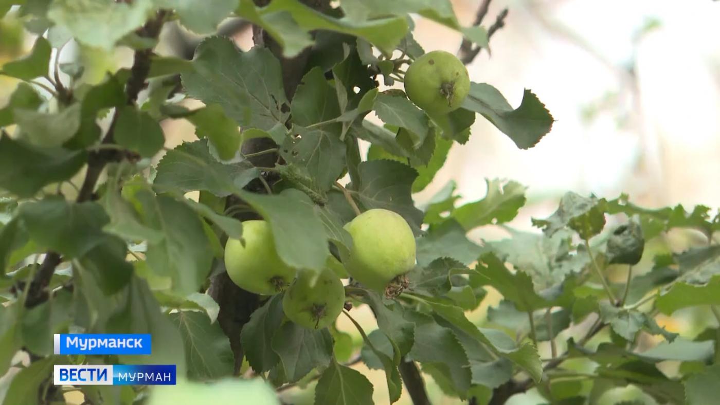 Яблоня в центре Мурманска дала плоды