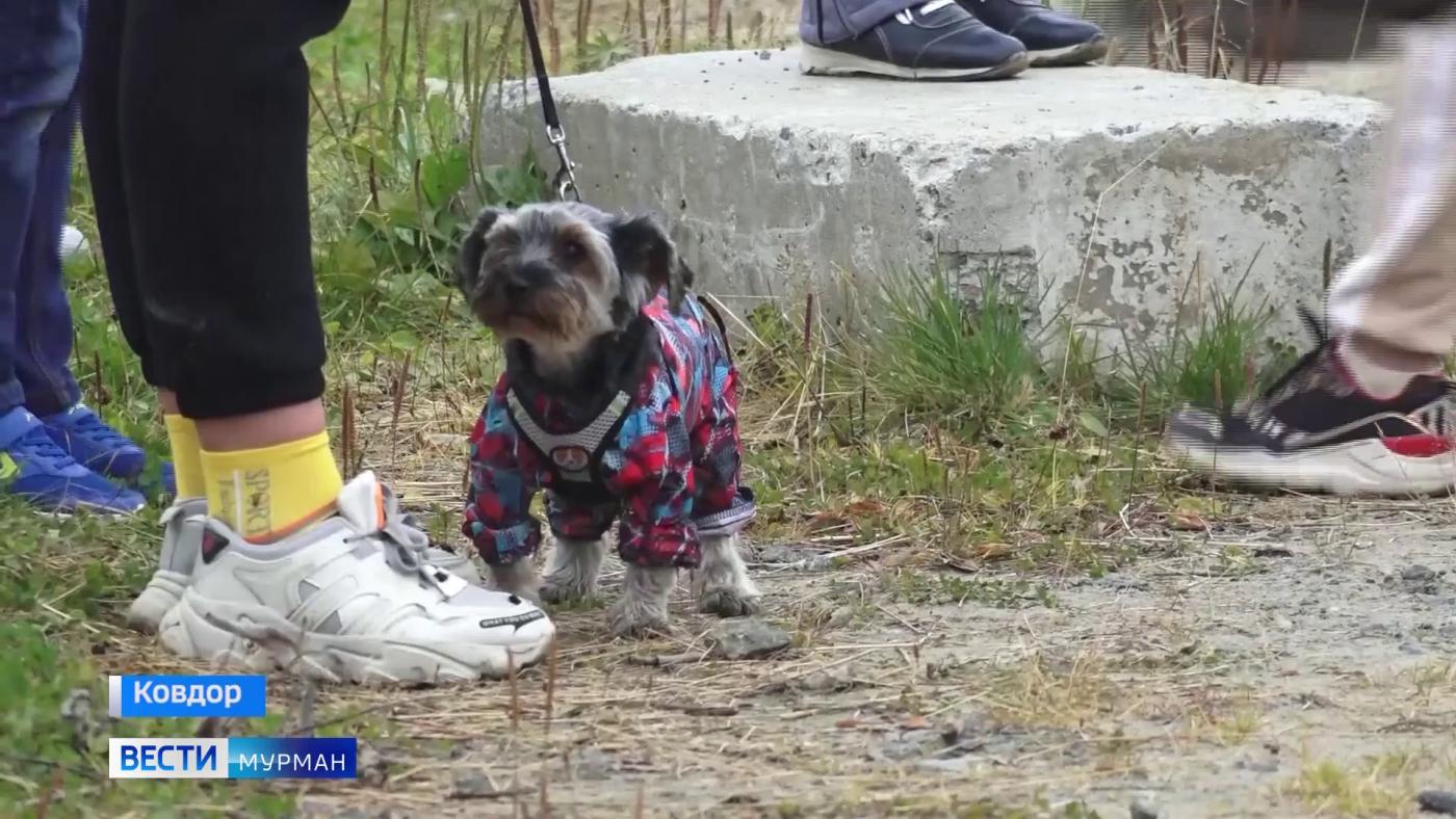 В Ковдоре устроили необычные соревнования для собак и их хозяев