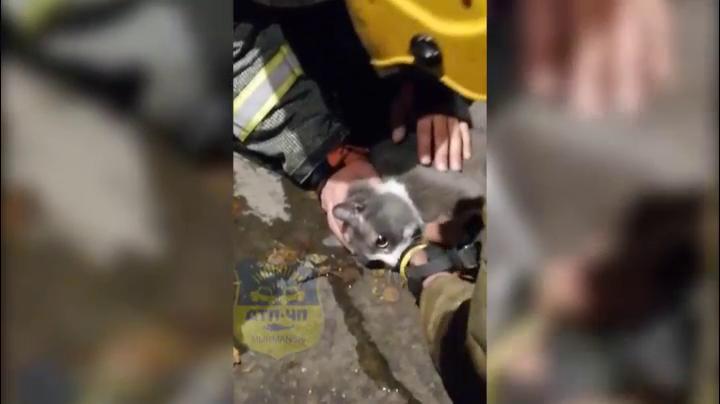 Чудесное спасение кота из пожара в Мурманске попало на видео