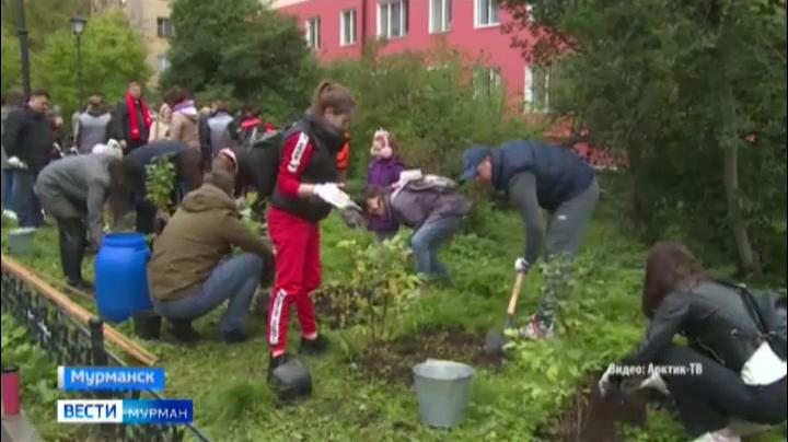 В Мурманске вновь установили «Зеленый рекорд»