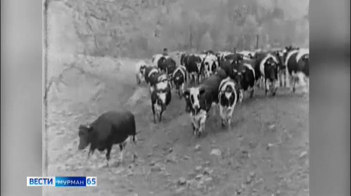 ГТРК «Мурман» – 65: сельское хозяйство — в материалах мурманской студии телевидения
