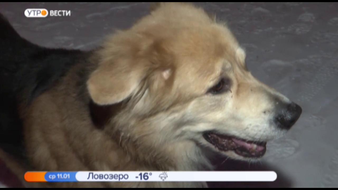 В Мурманской области регламентировали условия содержания домашних животных