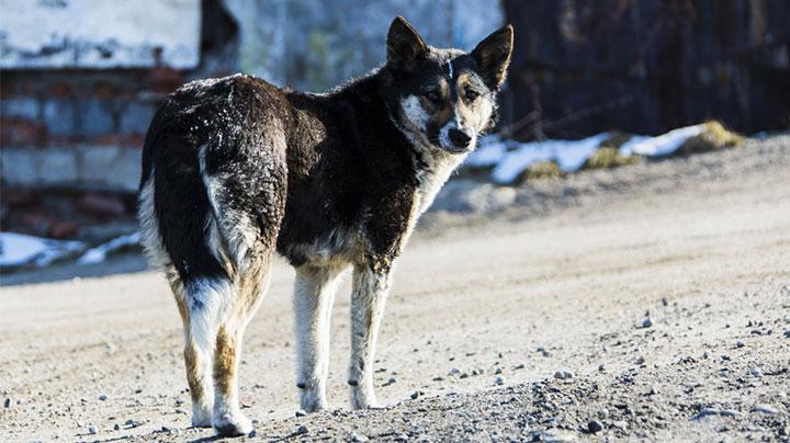 Жители еще 5 населенных пунктов Мурманской области могут пожаловаться на агрессивных бездомных животных