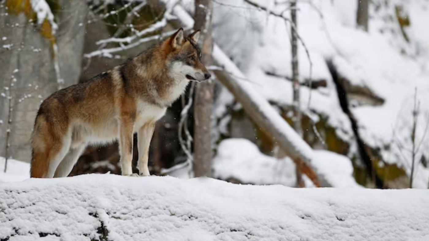 Информация о нападении волка в Мончегорске не подтвердилась