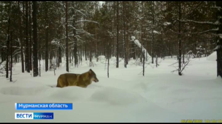 Вблизи населенных пунктов Мурманской области стали чаще появляться рыжие волки