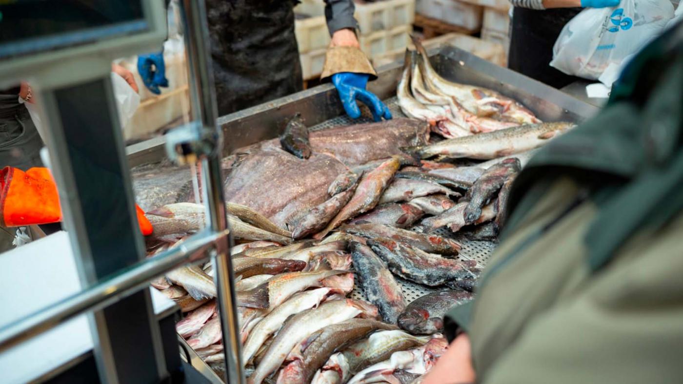В Кандалакшу на рыбную ярмарку не привезут охлажденную треску