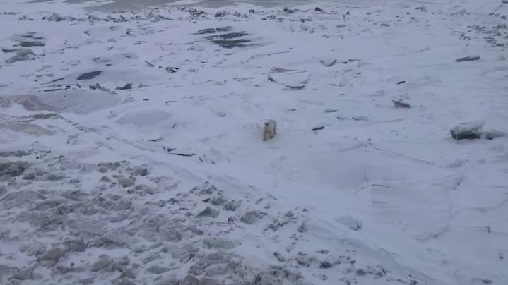 Капитан ледокола &quot;Арктика&quot; снял на видео белого медведя