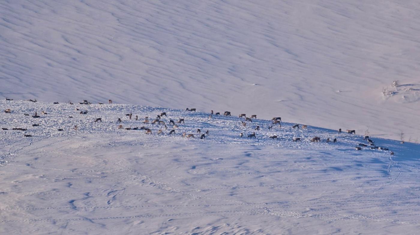 На территории Лапландского заповедника в объектив камеры попали 140 оленей 