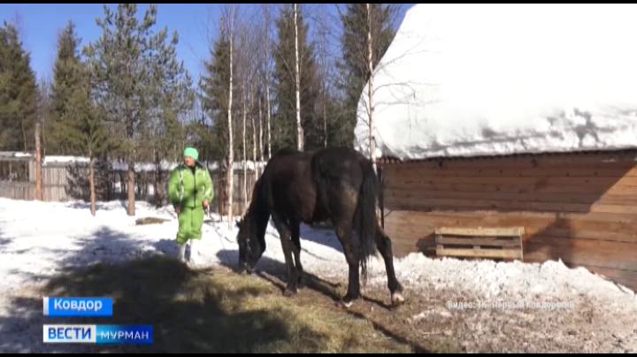 Добровольцы из Ковдора спасли коня от незавидной участи оказаться на бойне