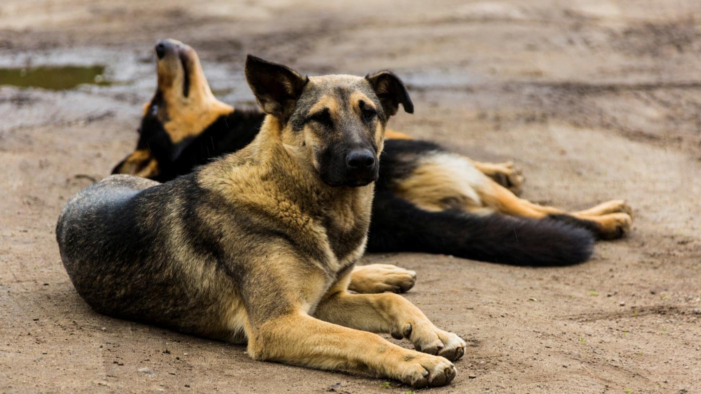 Утверждены правила предоставления субсидии НКО на возмещение затрат приютов для животных в Мурманской области