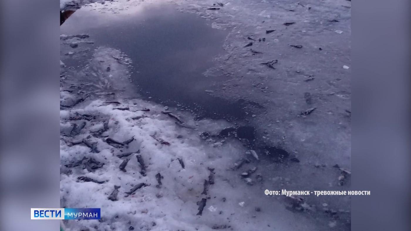 Специалисты выясняют причины массовой гибели рыбы в озере Алла-Аккаярви Приречный