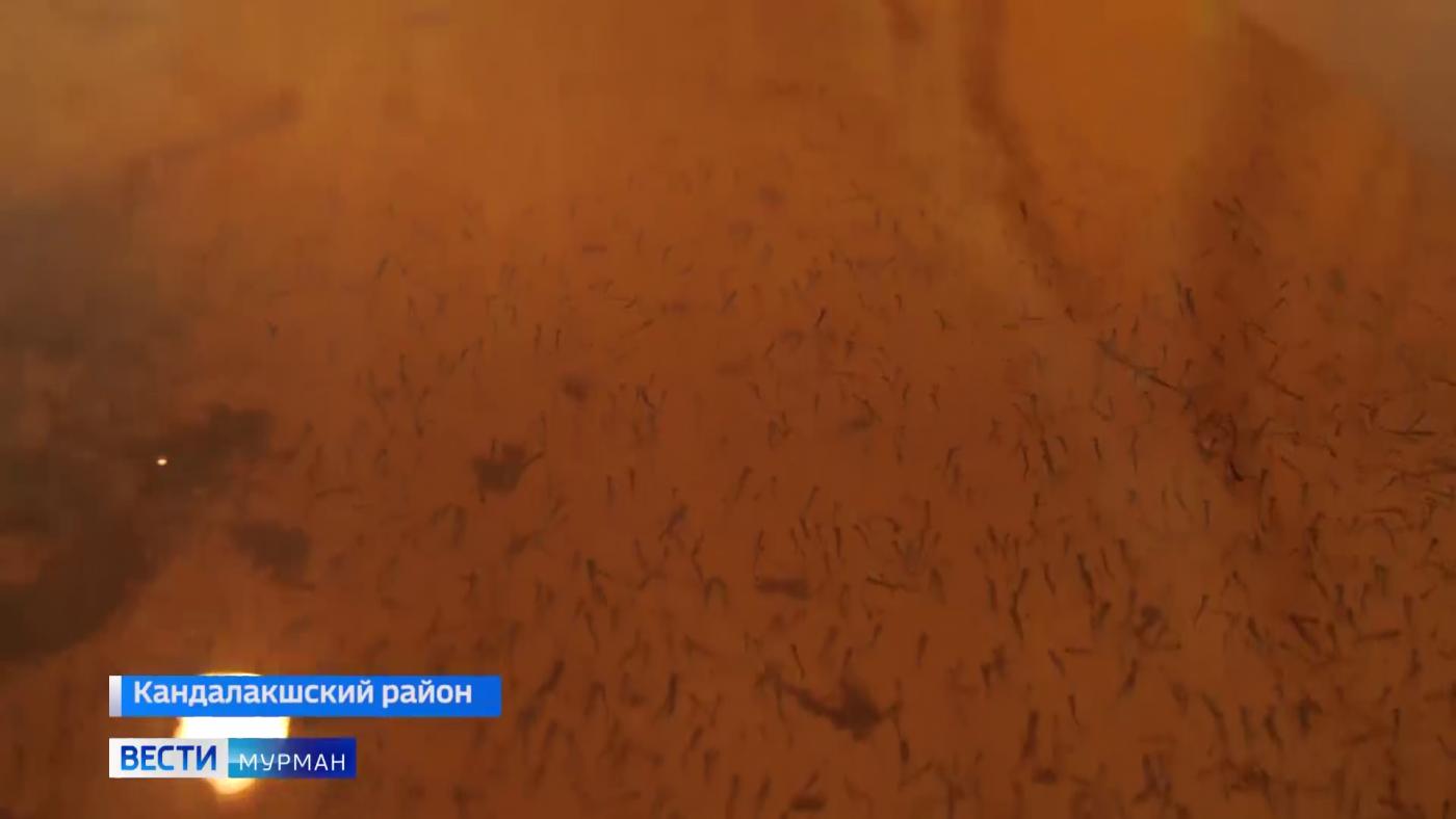 В Ковдозеро выпустили больше двух тысяч мальков сига
