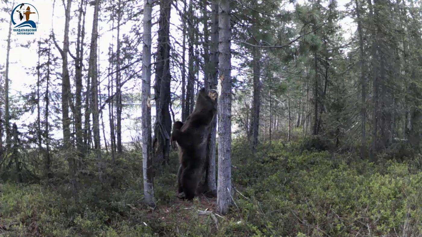 &quot;Странные танцы&quot;: медведь попал в фотоловушку Кандалакшского природного заповедника
