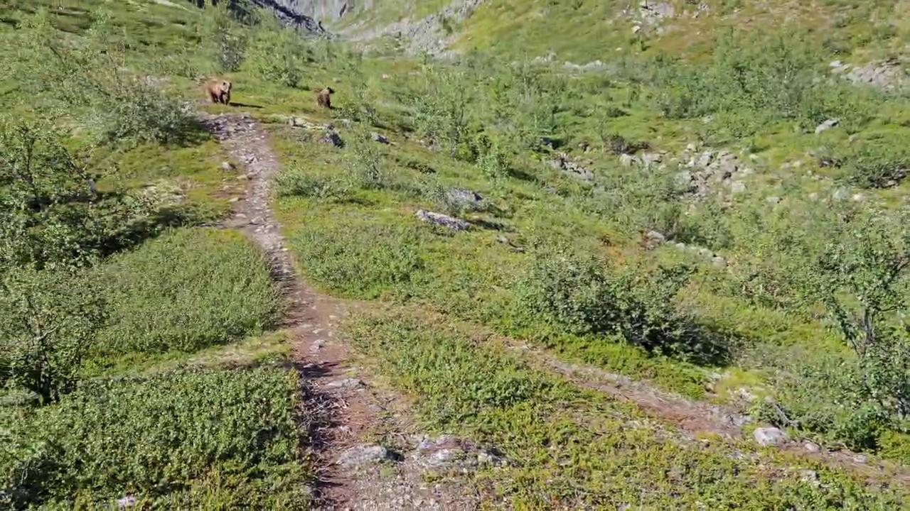 Крик помог туристу спастись от медведей в Хибинах