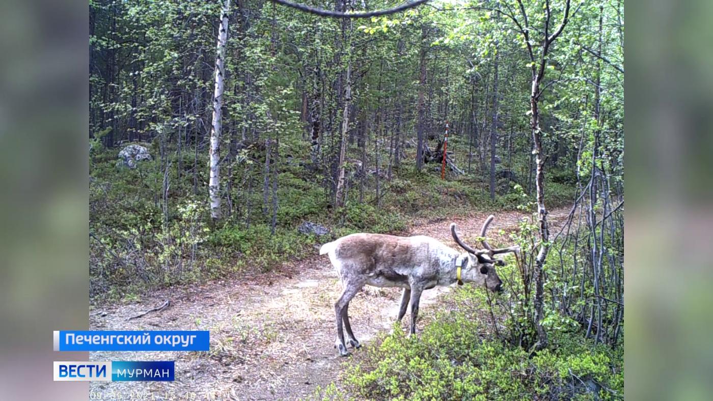 В Норвегии убили 40 домашних оленей, которые паслись в заповеднике &quot;Пасвик&quot; в Мурманской области