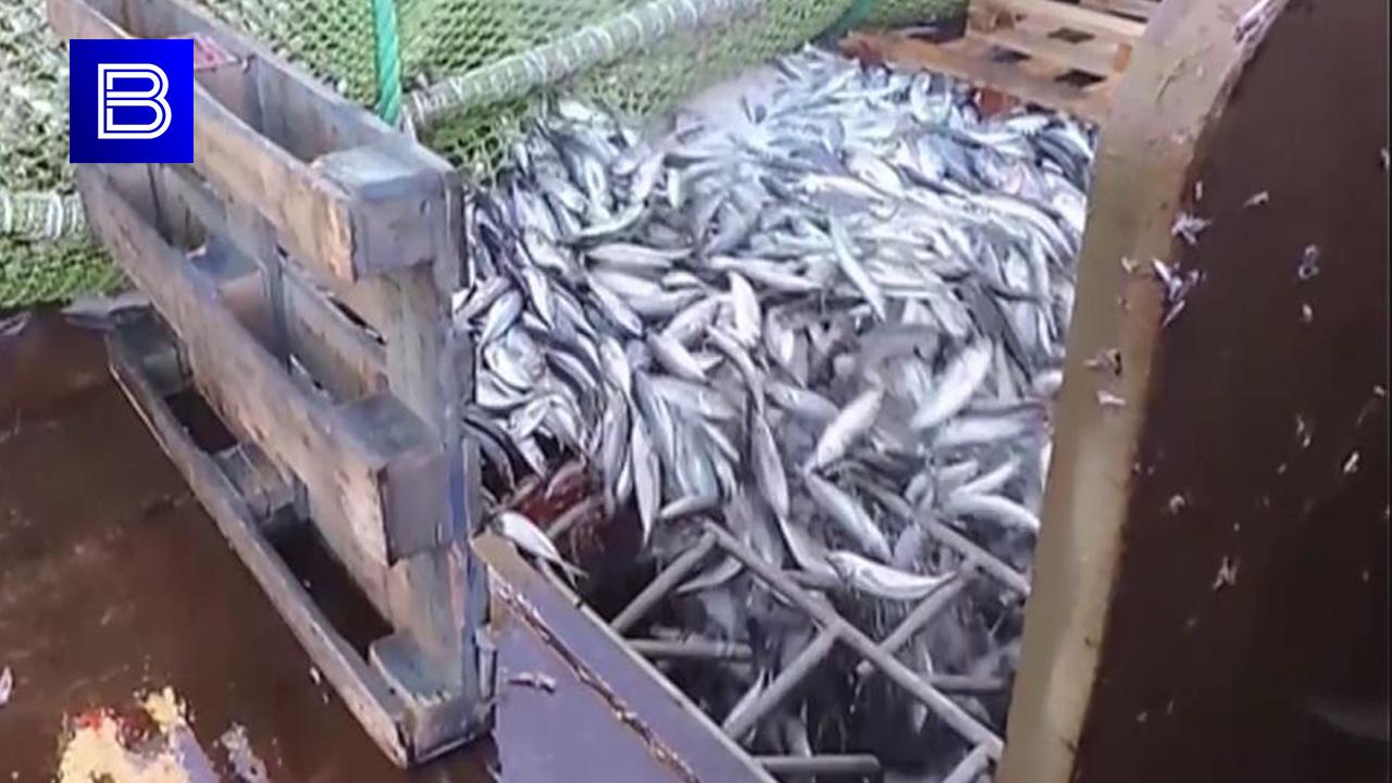 В три раза больше мойвы российские рыбаки смогут выловить в Баренцевом море в 2024 году