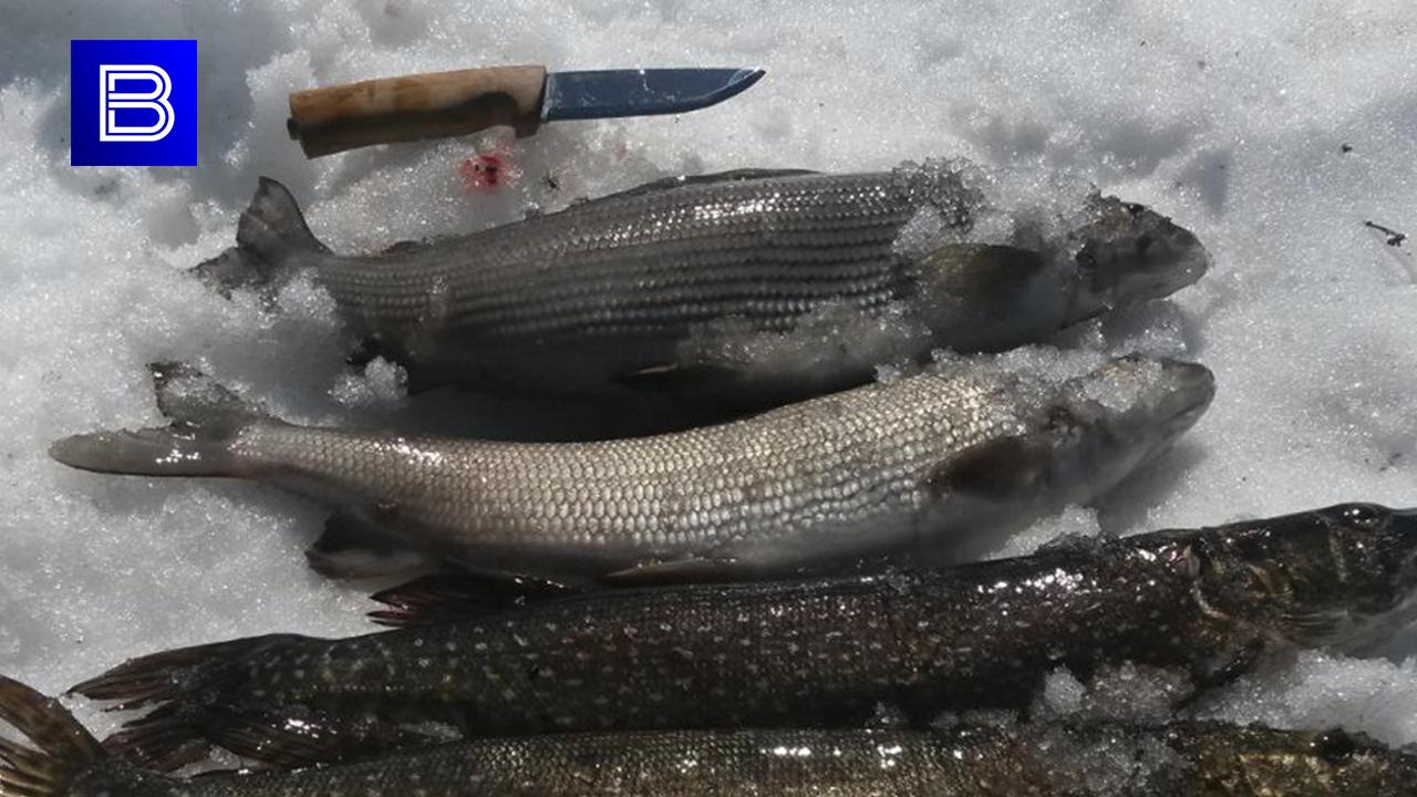 Заполярные рыбаки нанесли ущерб природным ресурсам на 83 тысячи рублей