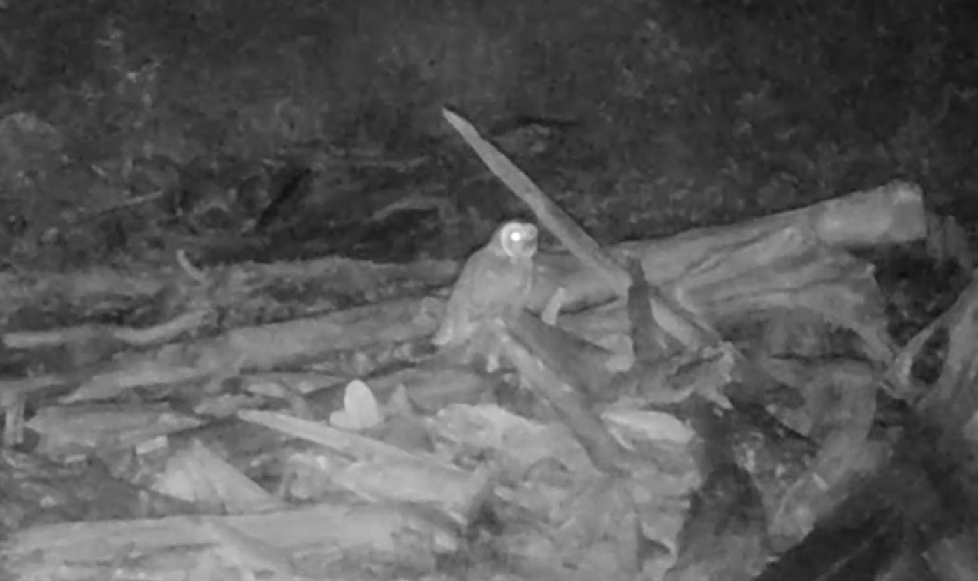 В Лапландском заповеднике засняли сову 