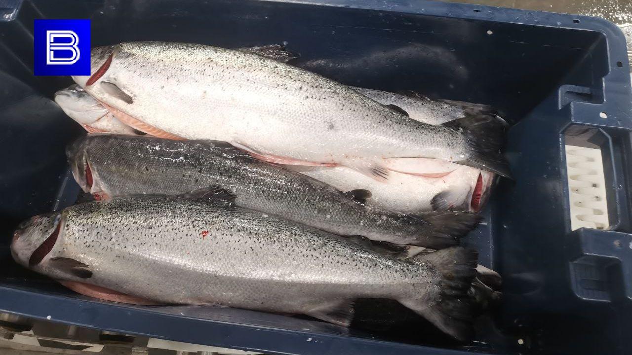 В Мурманске предотвратили оборот лосося неизвестного происхождения при помощи ИИ