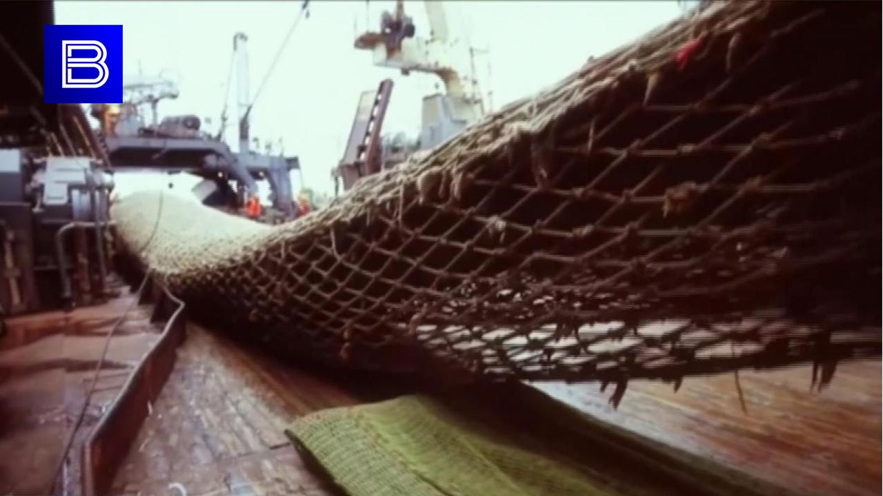 Почти на 60 тысяч тонн снизится вылов трески и пикши в Баренцевом море в 2024 году