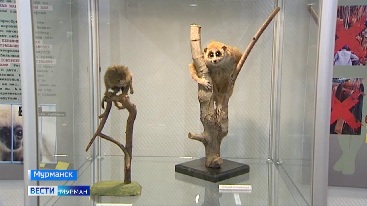 В краеведческом музее Мурманска открылась выставка Дарвиновского музея &quot;Сокровища контрабандистов&quot;