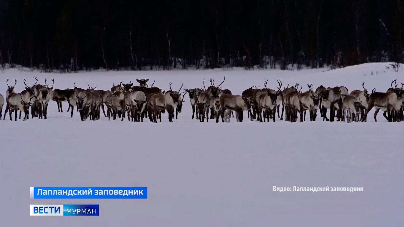 Лапландский заповедник: кого можно встретить на заснеженных лесных экотропах