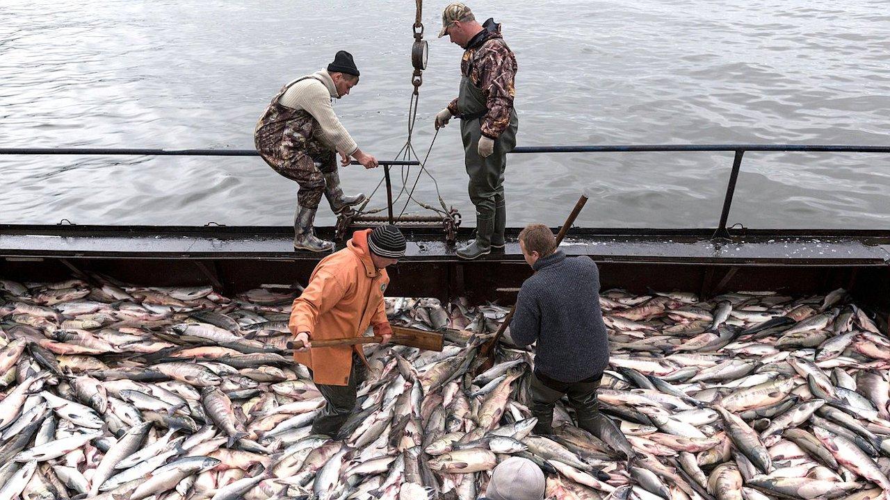 Британцам запретили рыболовный промысел в Баренцевом море на законодательном уровне