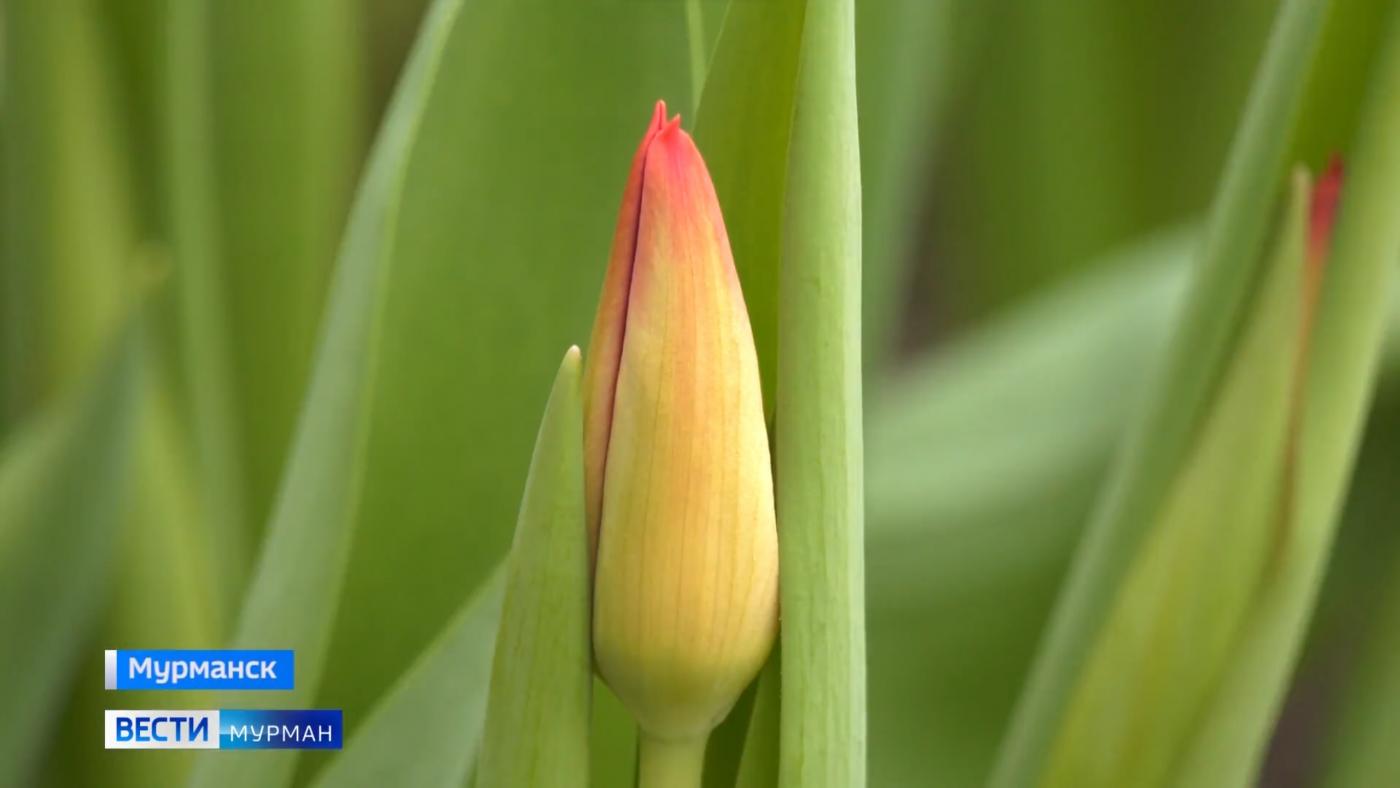 Цветоводы Заполярья приступили к сбору первого в этом году урожая нарциссов и тюльпанов