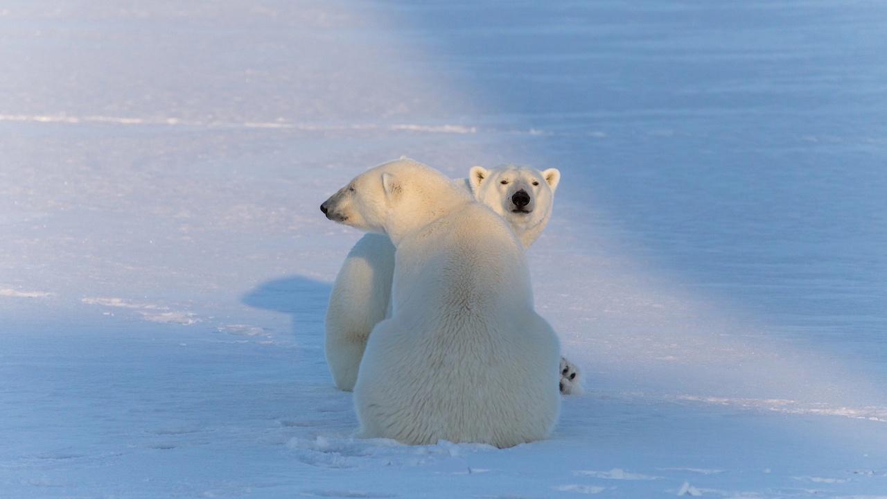 Международный день полярного медведя отмечается 27 февраля